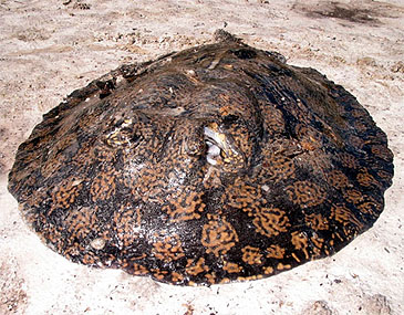 Record photograph for Potamotrygon schroederi